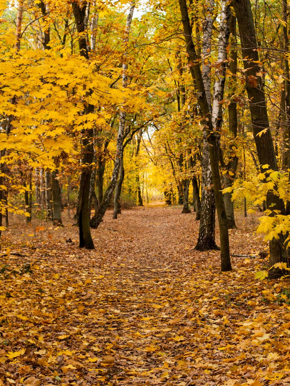 view of an autumnal forest