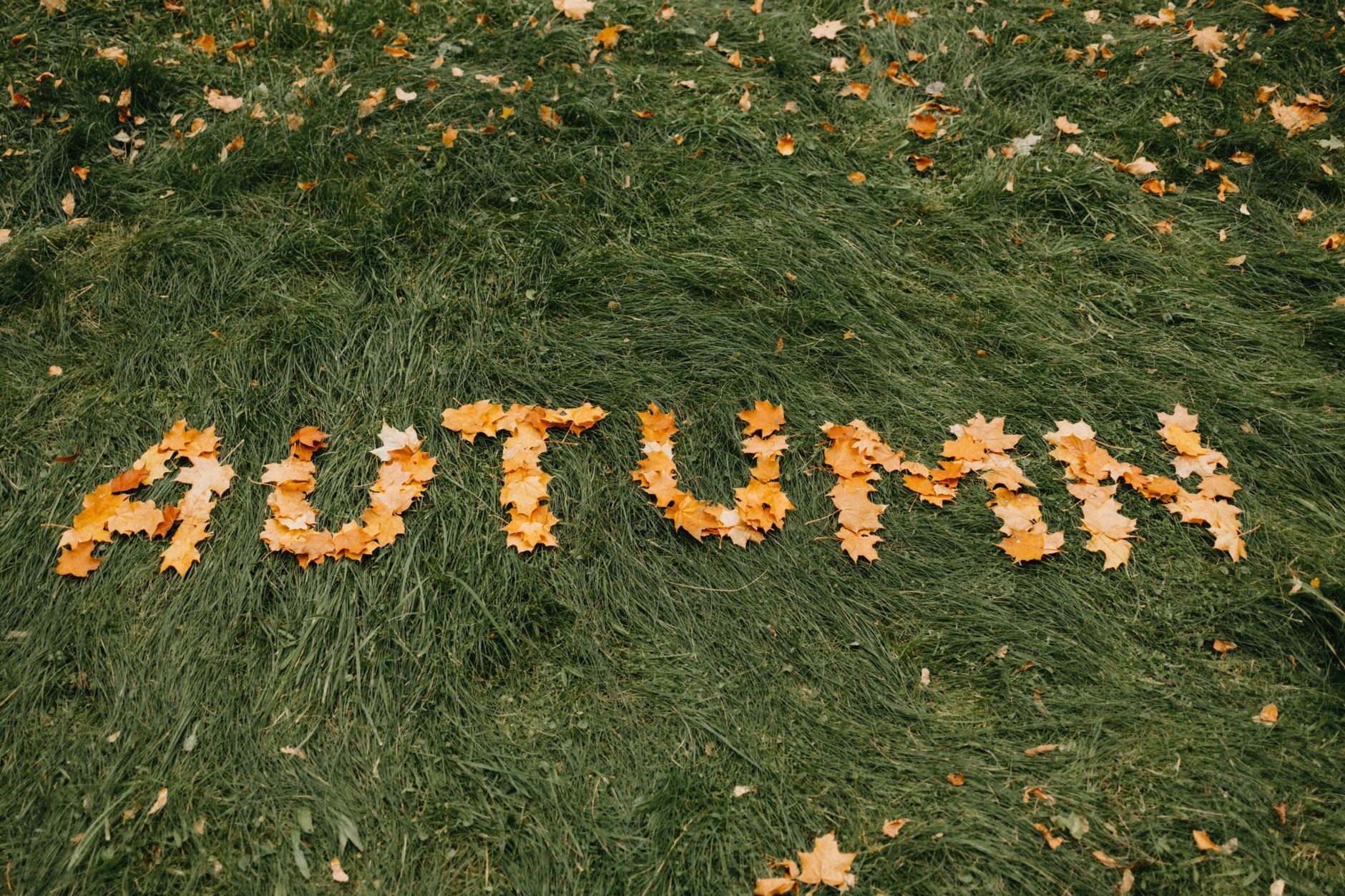 word autumn made of fallen leaves