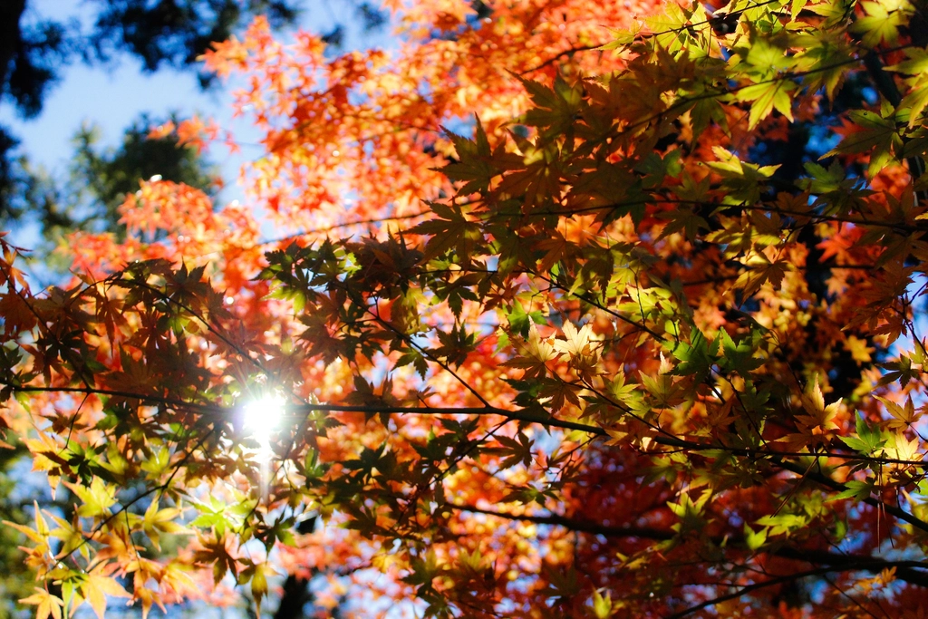 Autumn leaf background