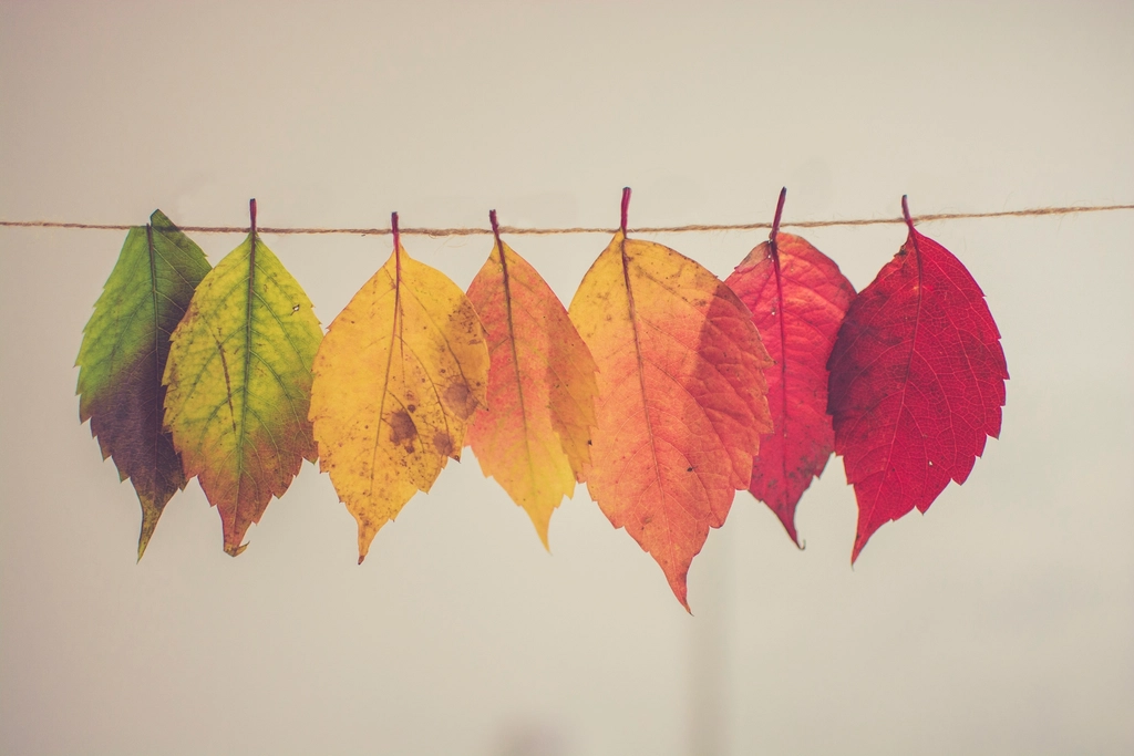 Autumnal leaves hanging thread