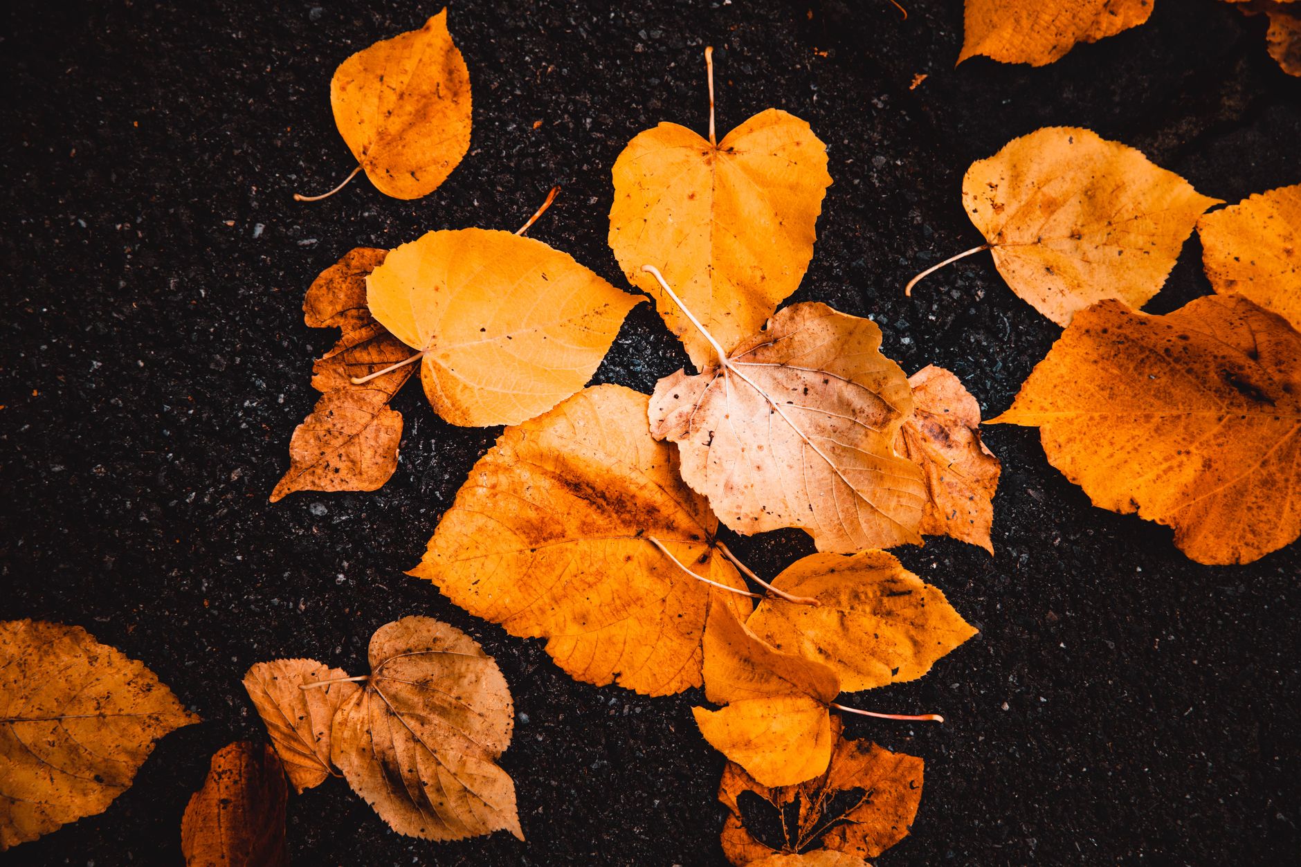 photograph of autumn leaves on the ground