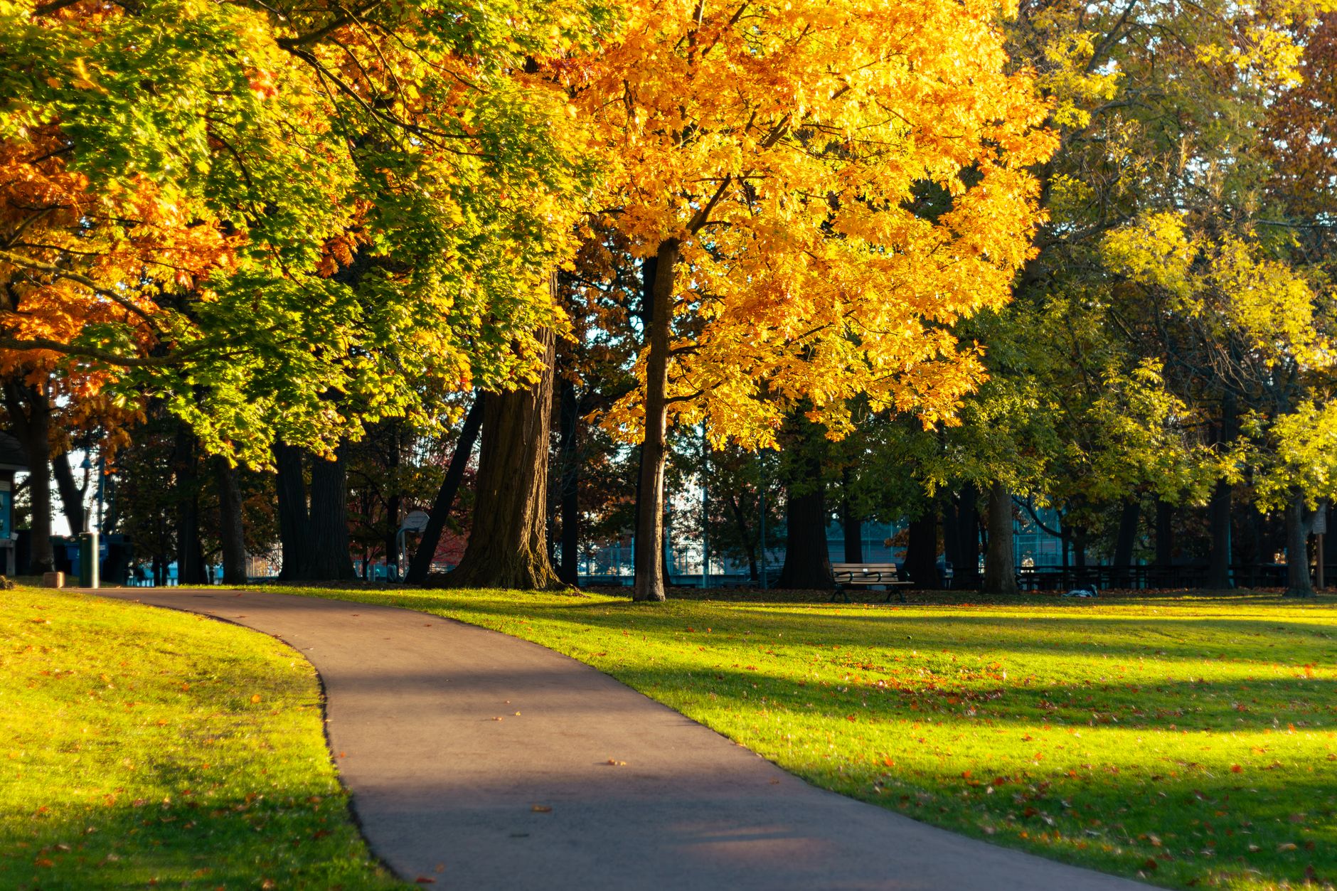 autumn pathway in toronto s vibrant park