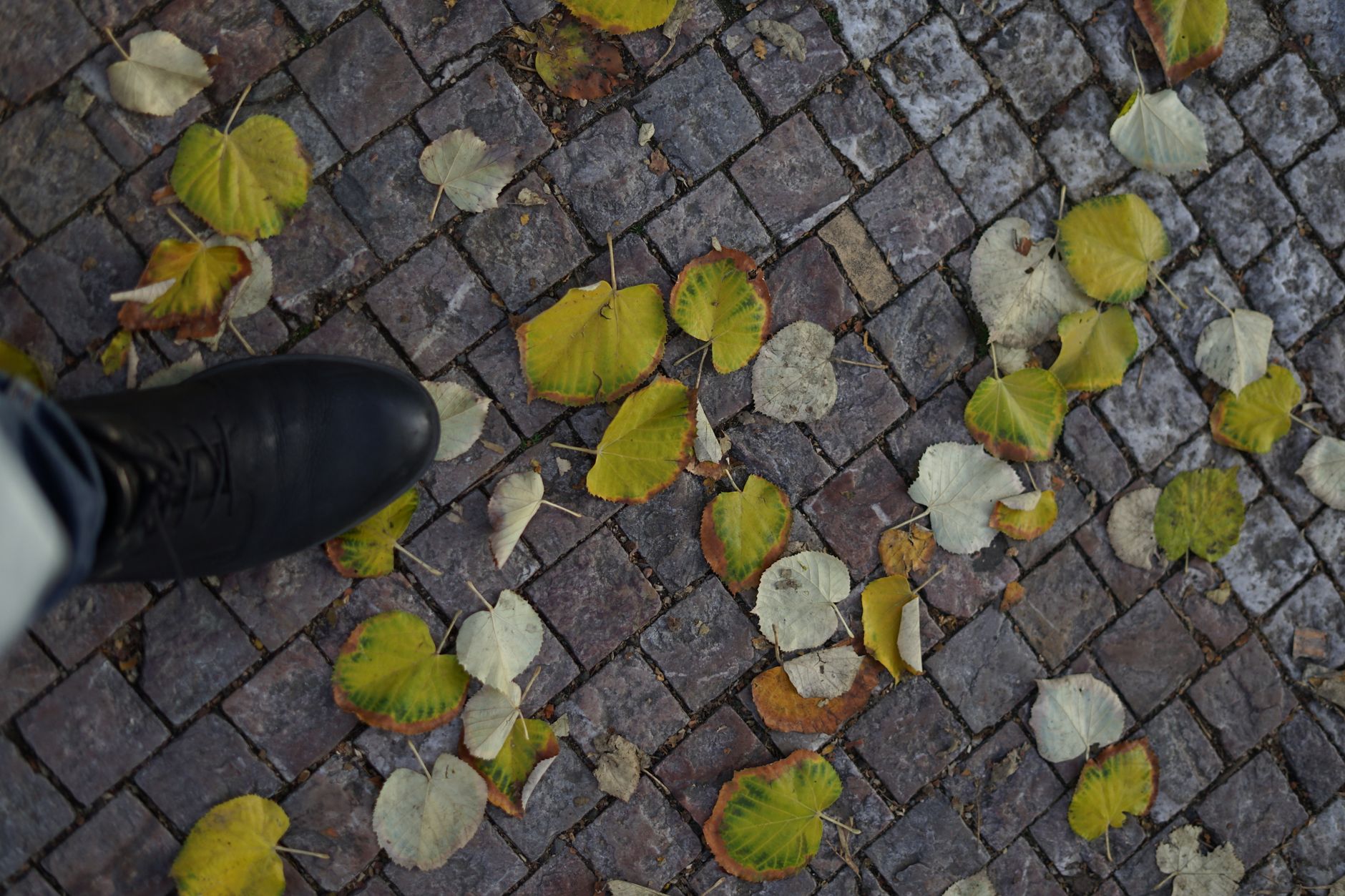 anonymous person walking on pavement with fallen leaves